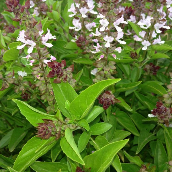 OLIO ESSENZIALE BASILICO INDIANO 10ml