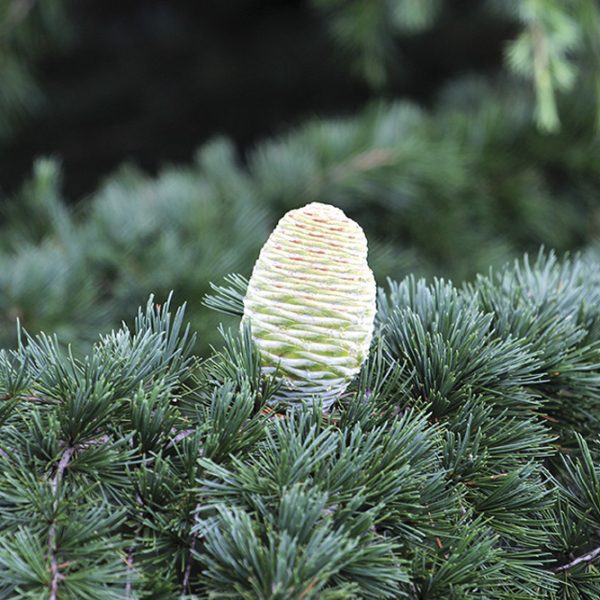 OLIO ESSENZIALE CEDRO DELL' HIMALAYA 10ml