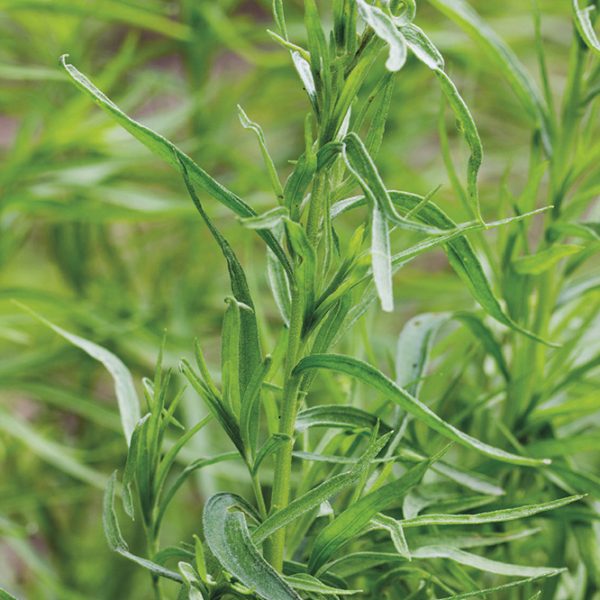 OLIO ESSENZIALE ESTRAGONE 5ml