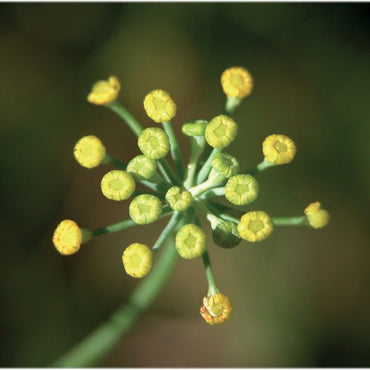 OLIO ESSENZIALE FINOCCHIO 10ml