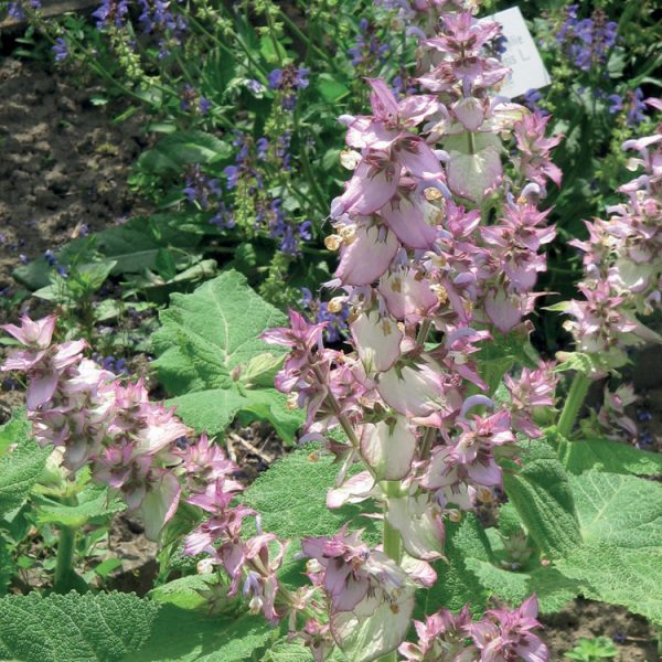 OLIO ESSENZIALE SALVIA SCAREA 5ml