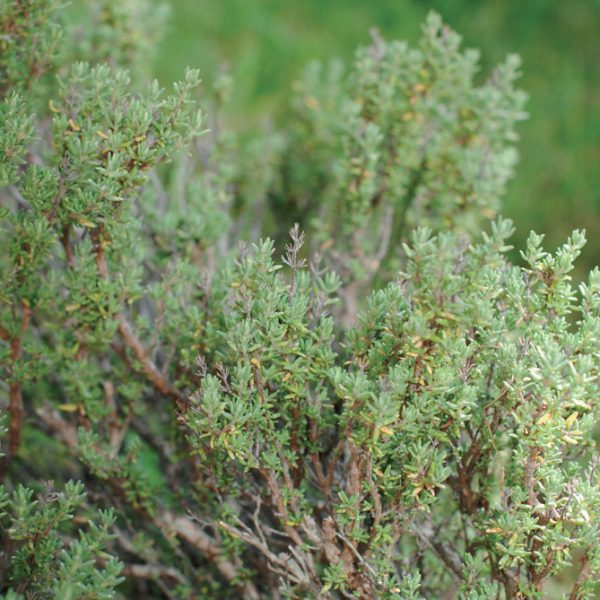 OLIO ESSENZIALE TIMO BORNEOLO 5ml