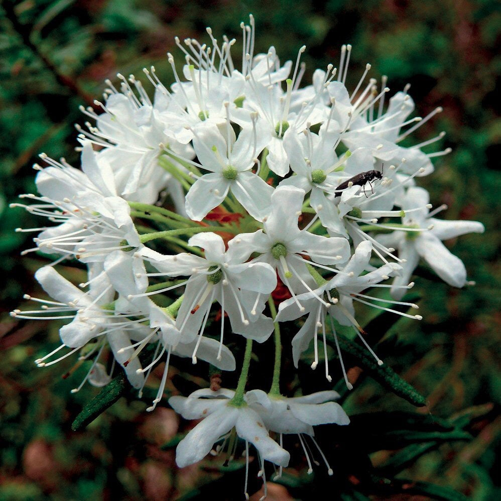 OLIO ESSENZIALE LEDUM GROENLANDICUM 2ml