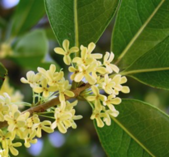 OLIO ESSENZIALE SUGANDHA KOKILA 10ml