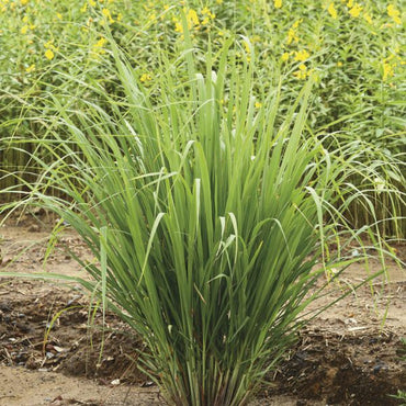 OLIO ESSENZIALE LEMONGRASS 10 ml