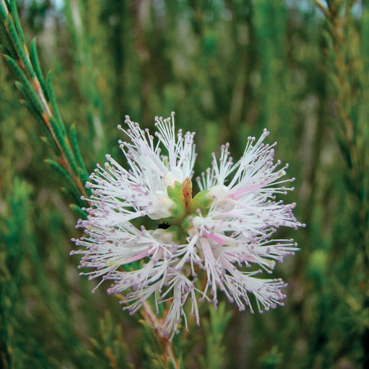 OLIO ESSENZIALE ROSALINA 10ml