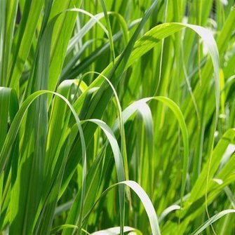 OLIO ESSENZIALE PALMAROSA 10ml