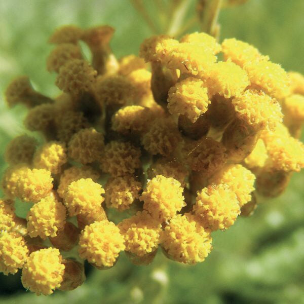 OLIO ESSENZIALE ELICRISO 2ml