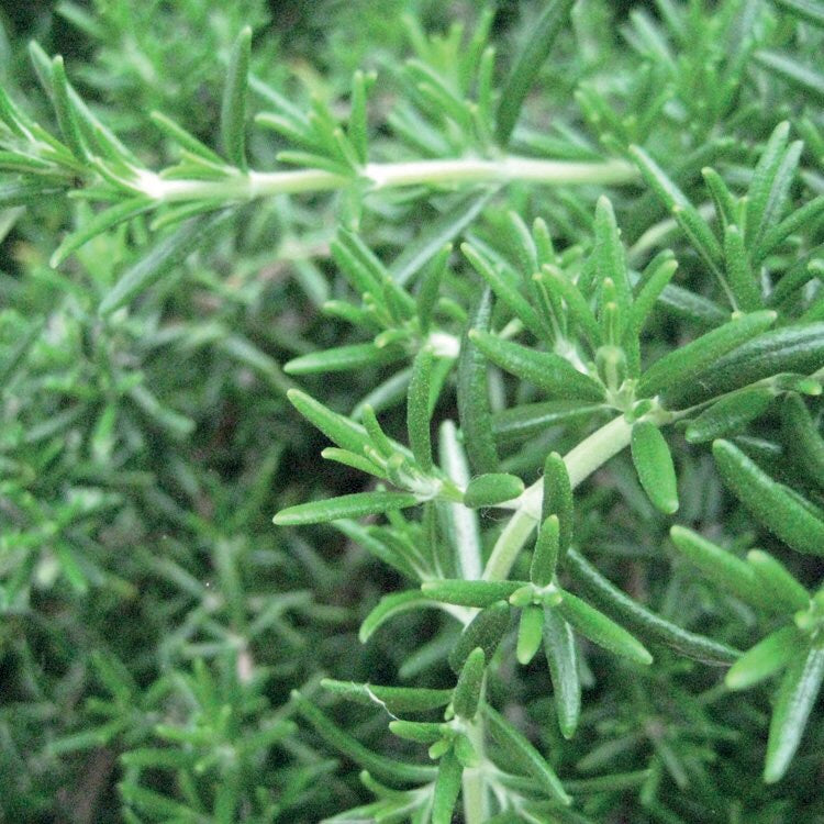 OLIO ESSENZIALE ROSMARINO VERBENONE 5ml