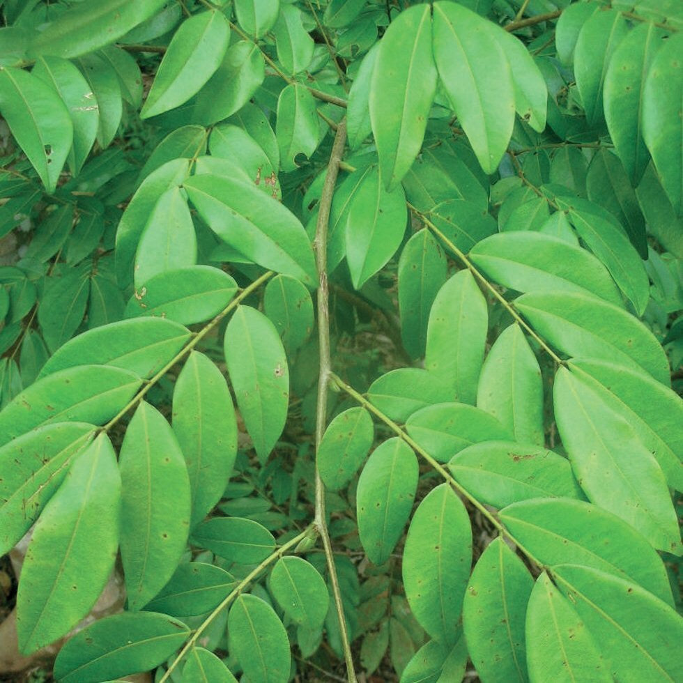 OLIO ESSENZIALE COPAIBA 10ml