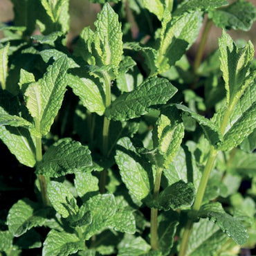 OLIO ESSENZIALE MENTA PIPERITA 10ml