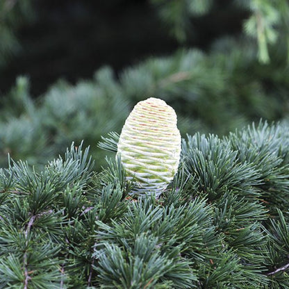 OLIO ESSENZIALE CEDRO DELL' HIMALAYA 10ml