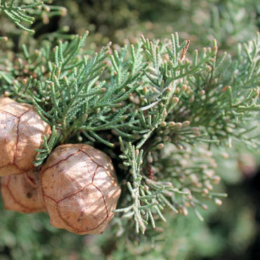 OLIO ESSENZIALE CIPRESSO 10ml