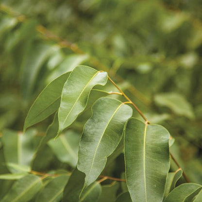 OLIO ESSENZIALE EUCALIPTO RADIATA 10ml