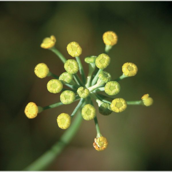 OLIO ESSENZIALE FINOCCHIO 10ml