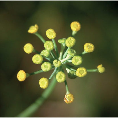 OLIO ESSENZIALE FINOCCHIO 10ml