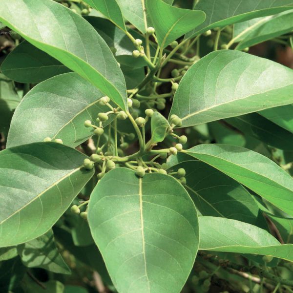 OLIO ESSENZIALE LITSEA 10ml