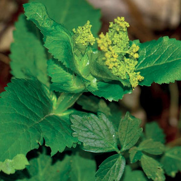 OLIO ESSENZIALE MIRRA 5ml