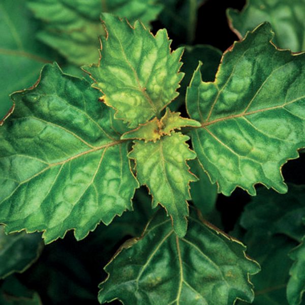 OLIO ESSENZIALE PATCHOULI 10ml