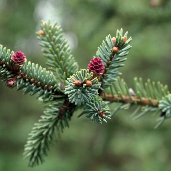 OLIO ESSENZIALE PICEA MARIANA 10ml