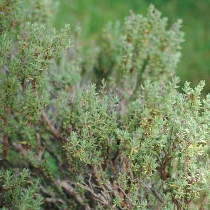 OLIO ESSENZIALE TIMO BORNEOLO 5ml