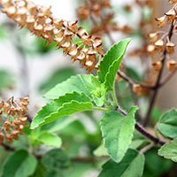 OLIO ESSENZIALE TULSI 10ml