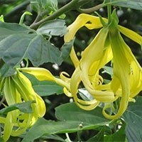OLIO ESSENZIALE YLANG YLANG 10ml