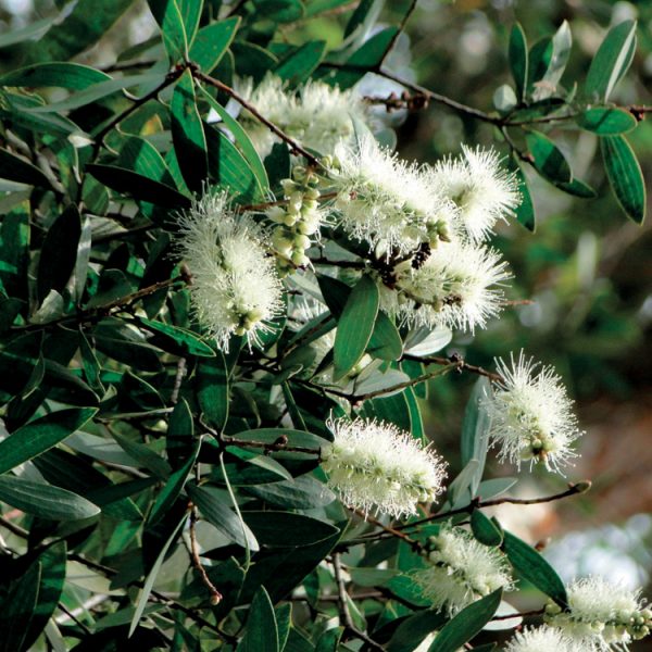 OLIO ESSENZIALE CAJEPUT 10ml