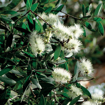 OLIO ESSENZIALE CAJEPUT 10ml