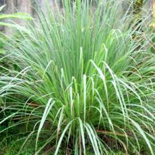 OLIO ESSENZIALE AHIBERO 10ml