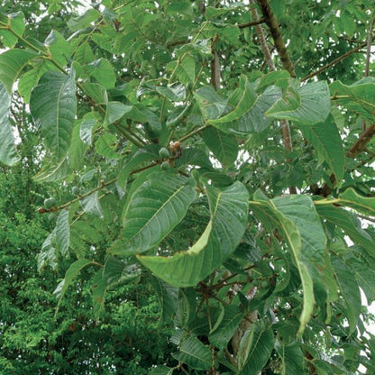 OLIO ESSENZIALE ELEMI 10ml