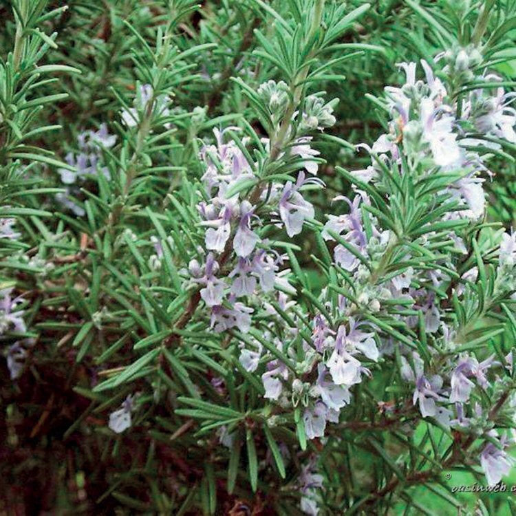 OLIO ESSENZIALE ROSMARINO BORNEONE 10ml