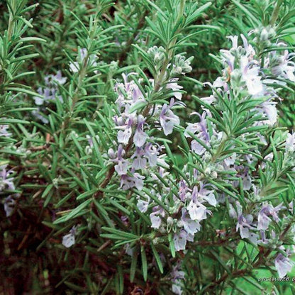 OLIO ESSENZIALE ROSMARINO BORNEONE 10ml