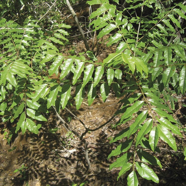 OLIO ESSENZIALE KATAFRAY 10ml