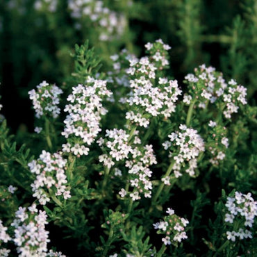 OLIO ESSENZIALE TIMO LINALOLO 5ml