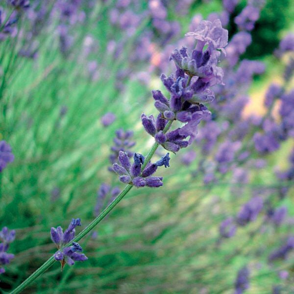 OLIO ESSENZIALE LAVANDA SPICA 10ml