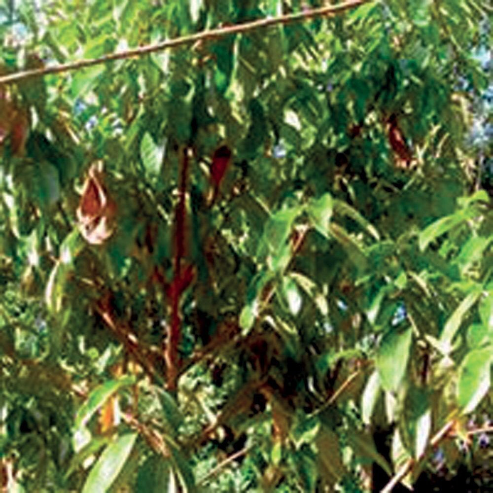 OLIO ESSENZIALE LEGNO DI ROSA 5ml