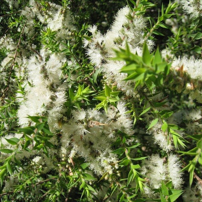 OLIO ESSENZIALE KUNZEA 10ml