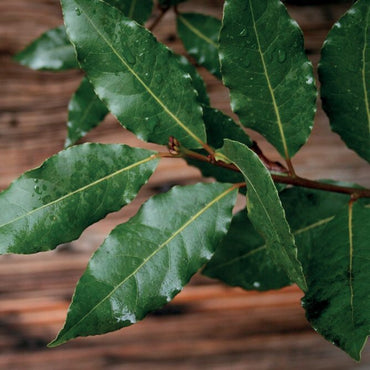 OLIO ESSENZIALE ALLORO 5ml