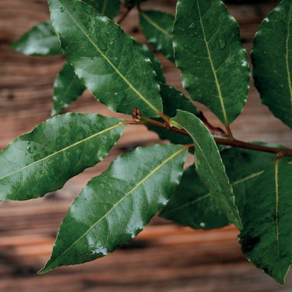 OLIO ESSENZIALE ALLORO 5ml