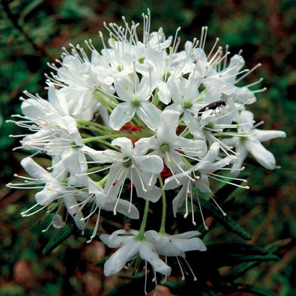 OLIO ESSENZIALE LEDUM GROENLANDICUM 2ml