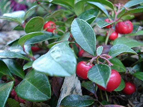 OLIO ESSENZIALE WINTERGREEN 10ml