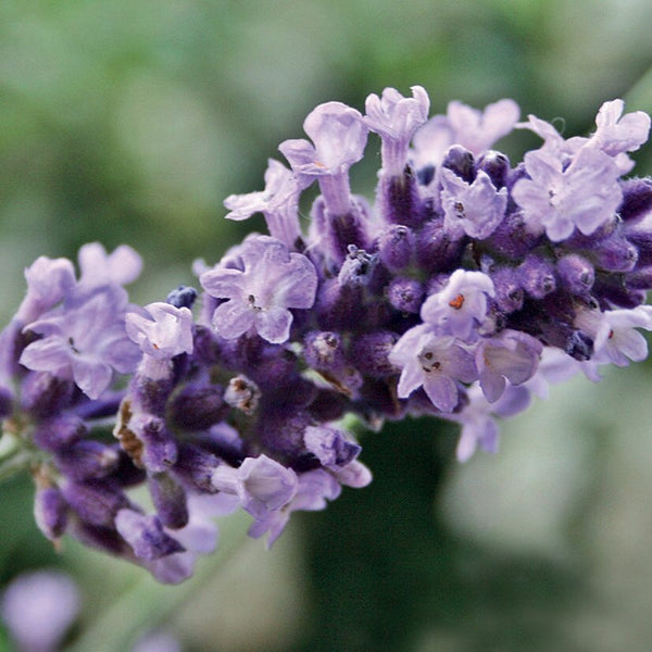 OLIO ESSENZIALE LAVANDA VERA 10ml