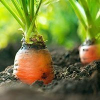 OLIO ESSENZIALE CAROTA SEMI  10ml