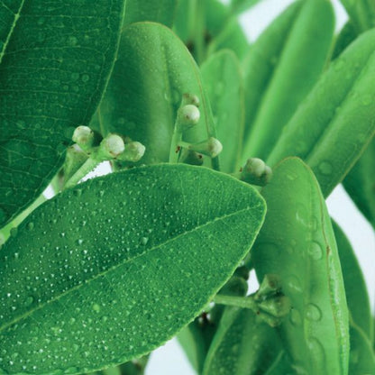 OLIO ESSENZIALE RAVINTASARA 10ml