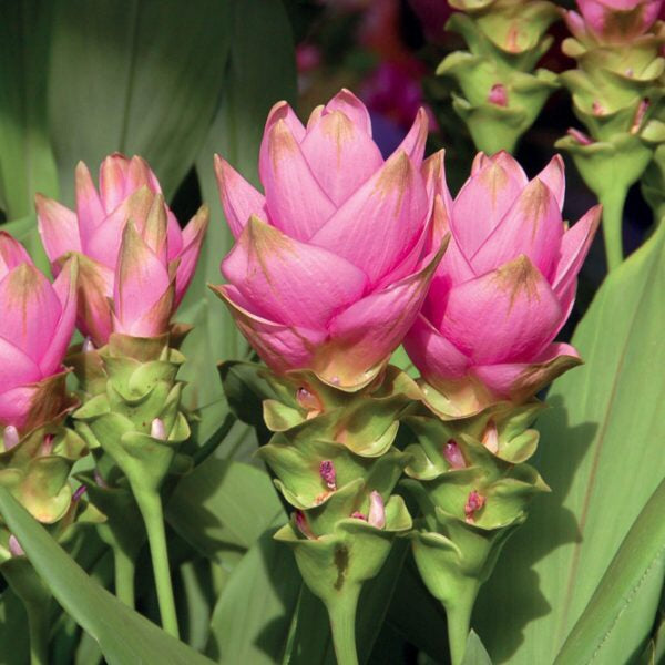 OLIO ESSENZIALE CURCUMA 10ml