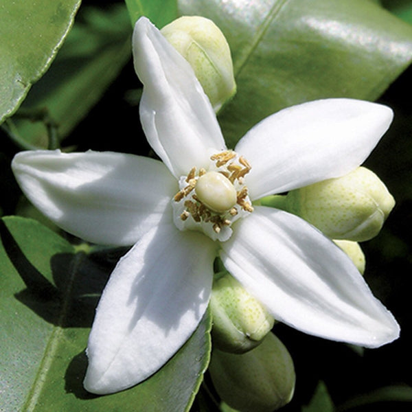 OLIO ESSENZIALE NEROLI 1ml