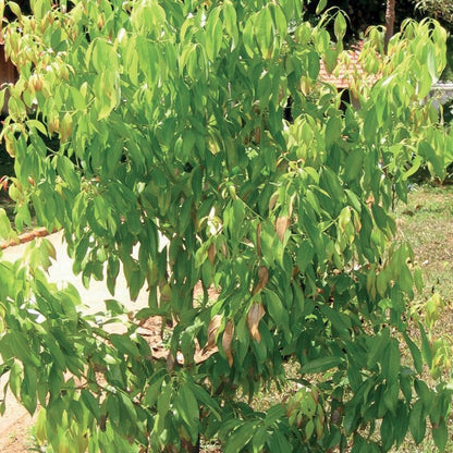 OLIO ESSENZIALE CANNELLA CORTECCIA 5ml