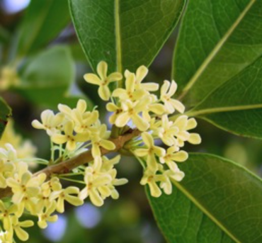 OLIO ESSENZIALE SUGANDHA KOKILA 10ml