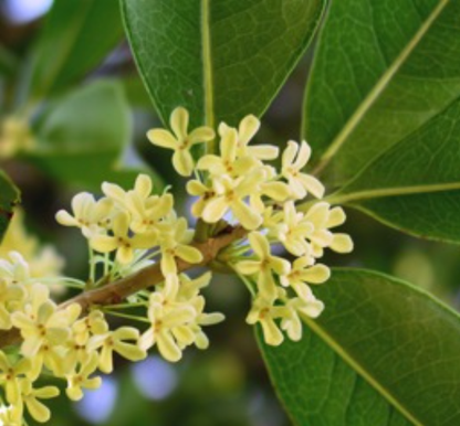 OLIO ESSENZIALE SUGANDHA KOKILA 10ml